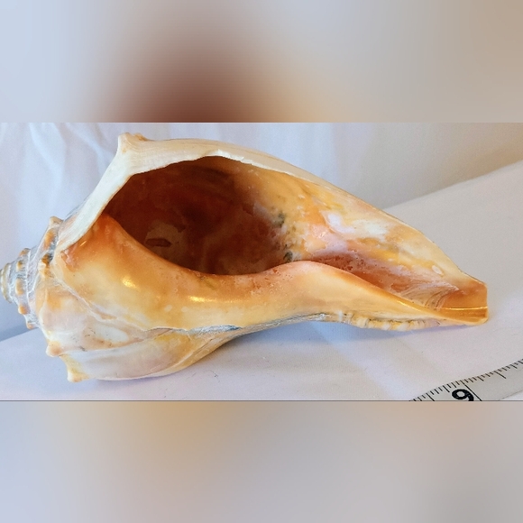 12๐ฐ๐ป.๐๐ต๐จ.๐๐ญ๐ข.๐๐ฆ๐บ๐ด ๐๐ฐ๐ถ๐ฏ๐ฅ ๐๐ฉ๐ฆ๐ญ๐ฌ ๐๐ฐ๐ฏ๐ค๐ฉ ๐๐ฉ๐ฆ๐ญ๐ญ - Picture 7 of 9